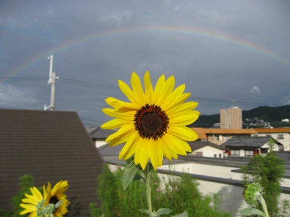 夏、雨上がりのヒマワリ