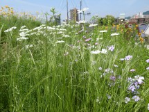 最近の草屋根